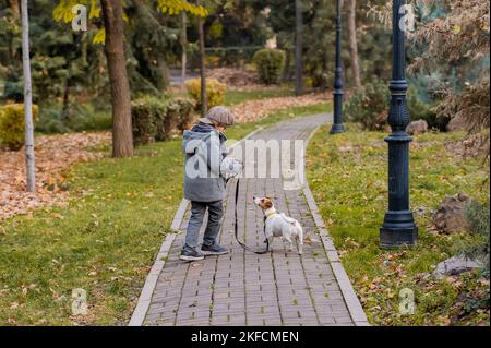 Der Junge läuft mit dem Hund Jack Russell Terrier im Park. Herbstspaziergang. Stockfoto