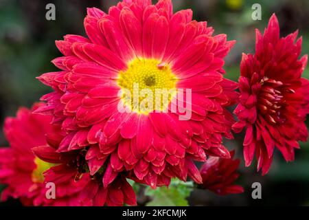 Mama, Rot, Blume, Chrysantheme, Dendranthema, Blüte, Krautig, Pflanze, Herbst, Jahreszeit Stockfoto