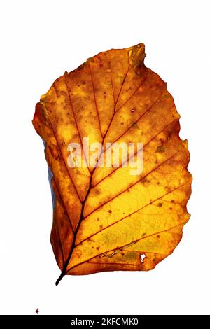 Hintergrundbeleuchtetes, isoliertes Fagus sylvatica oder Buchenblatt im Herbst, Nahaufnahme Stockfoto