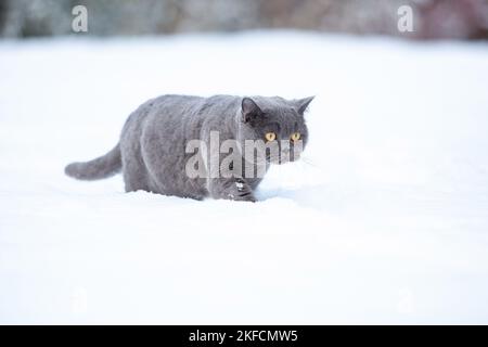 Britisch Kurzhaar im Schnee Stockfoto