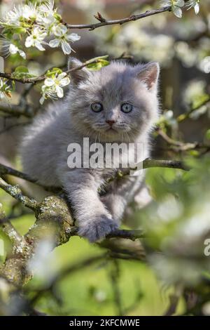 British Langhaar Kitten Stockfoto