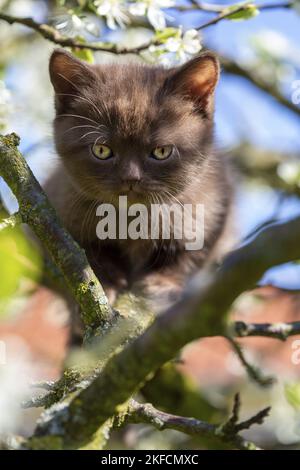 British Langhaar Kitten Stockfoto