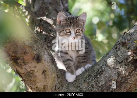 Kätzchen auf dem Baum Stockfoto