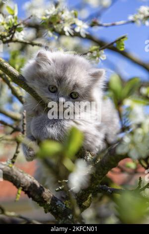 British Langhaar Kitten Stockfoto