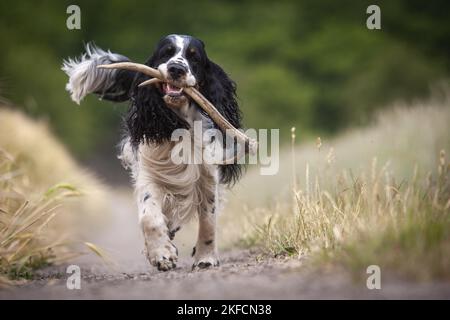 Englisch Springer Spaniel spielen Stockfoto
