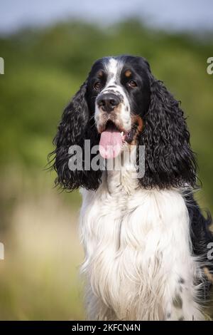 Englisch Springer Spaniel Portrait Stockfoto