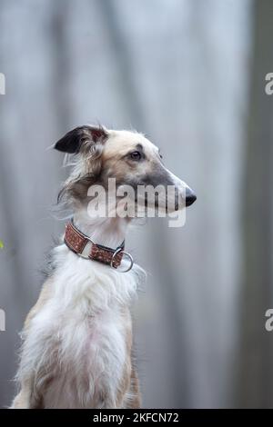 Barsoi-Portrait Stockfoto