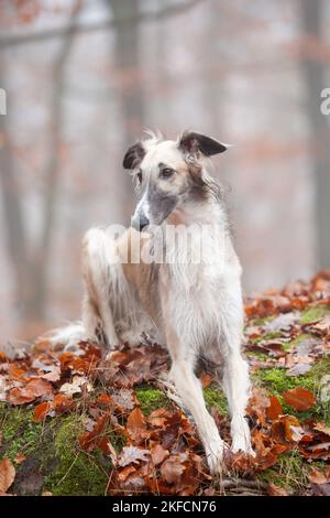 liegender Barsoi Stockfoto