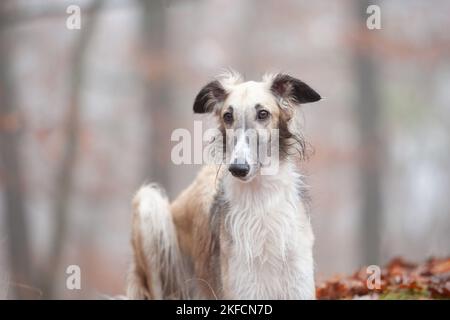Barsoi-Portrait Stockfoto