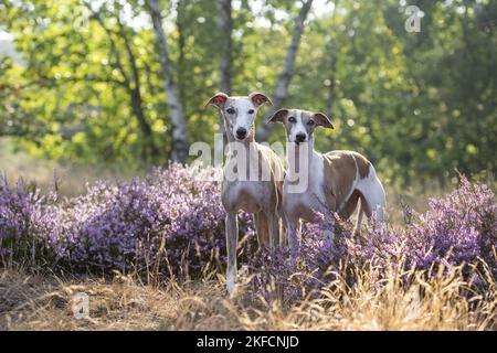 Whippets in der Heide Stockfoto