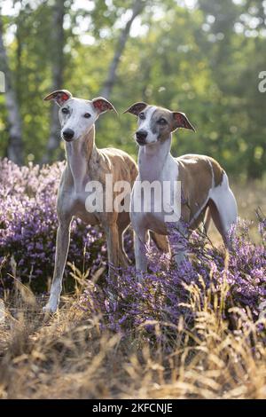 Whippets in der Heide Stockfoto