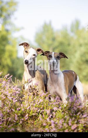 Whippets in der Heide Stockfoto