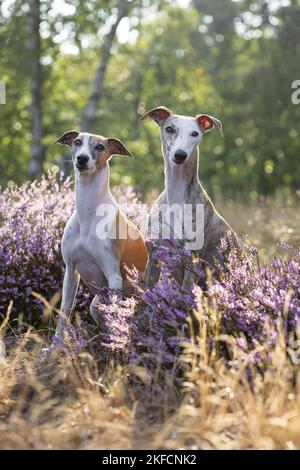 Whippets in der Heide Stockfoto