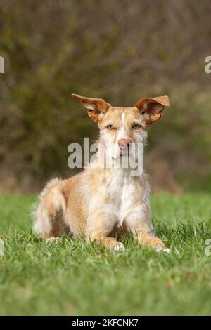 Lying Podenco Ibicenco Stockfoto