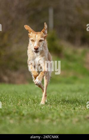 Laufen von Podenco Ibicenco Stockfoto