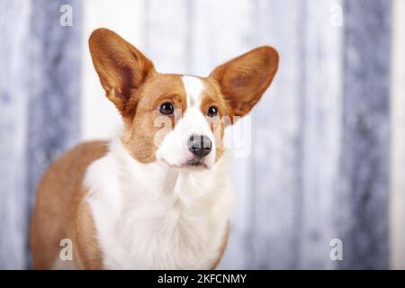 Welsh Corgi Cardigan Portrait Stockfoto