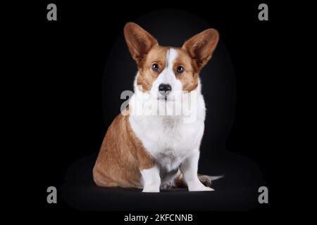 Strickjacke mit walisischem Corgi Stockfoto