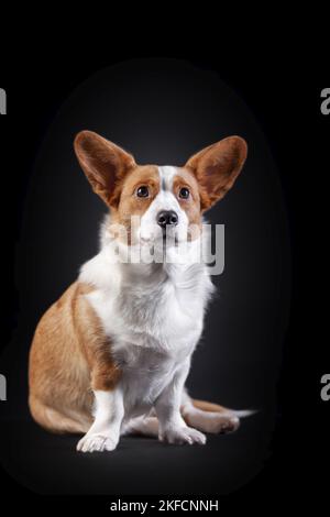 Strickjacke mit walisischem Corgi Stockfoto