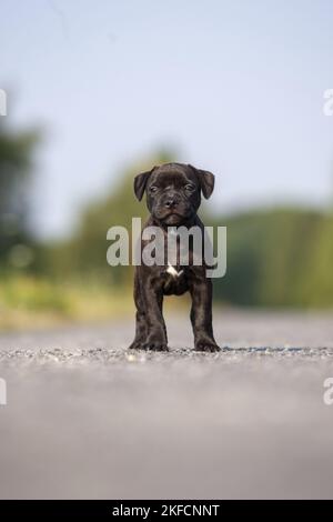 American Staffordshire Terrier Welpen Stockfoto
