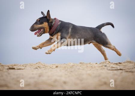 Miniatur Bullterrier ausgeführt Stockfoto