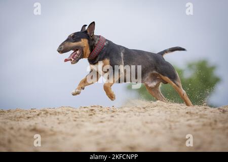 Miniatur Bullterrier ausgeführt Stockfoto