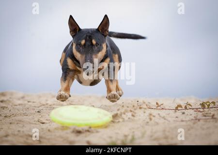 Miniatur Bullterrier ausgeführt Stockfoto