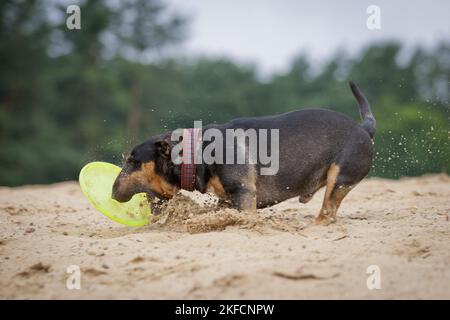 Miniatur Bullterrier ausgeführt Stockfoto