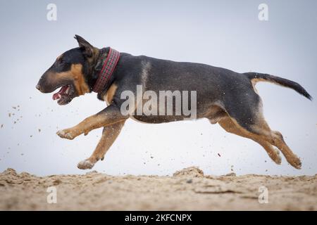 Miniatur Bullterrier ausgeführt Stockfoto