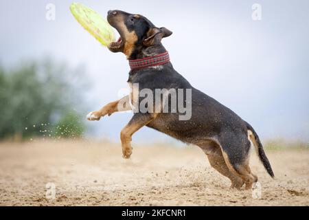 Miniatur Bullterrier ausgeführt Stockfoto