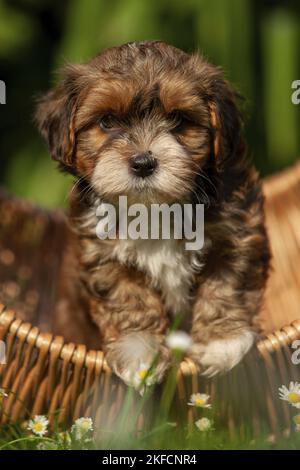 Havanese Puppy in einem Korb Stockfoto