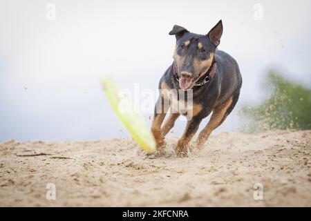 Miniatur Bullterrier ausgeführt Stockfoto