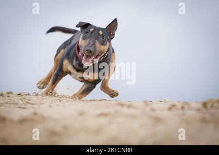 Miniatur Bullterrier ausgeführt Stockfoto