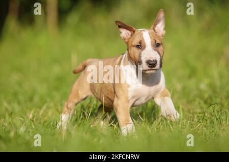 Miniatur Bullterrier ausgeführt Stockfoto
