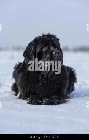 Neufundland im Schnee Stockfoto