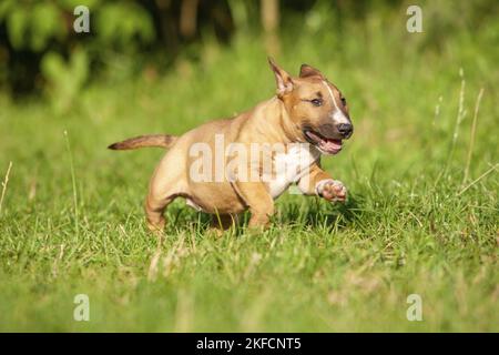Miniatur Bullterrier ausgeführt Stockfoto