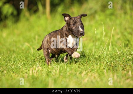 Miniatur Bullterrier ausgeführt Stockfoto