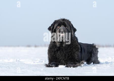 Neufundland im Schnee Stockfoto