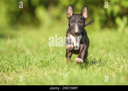 Miniatur Bullterrier ausgeführt Stockfoto