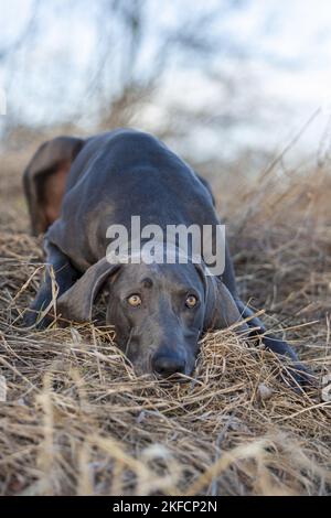 Liegend blau Weimaraner Stockfoto