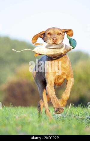 Magyar Vizsla ausgeführt Stockfoto