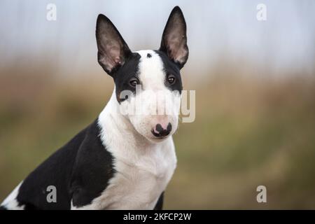 Junger Miniatur-Bullterrier Stockfoto