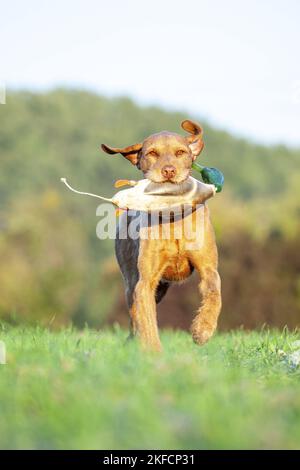 Magyar Vizsla ausgeführt Stockfoto