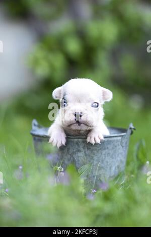 Französischer Bulldogge-Welpe im Eimer Stockfoto