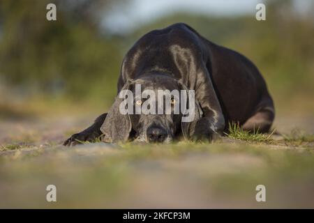 Liegend blau Weimaraner Stockfoto