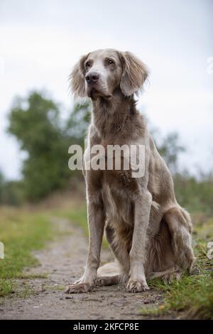 Sitzender Langhaar-Weimaraner Stockfoto