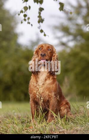 English Cocker Spaniel sitzend Stockfoto