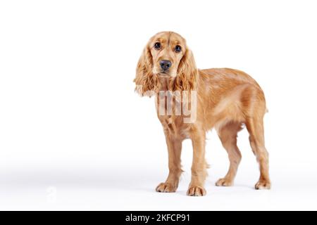 stehende English Cocker Spaniel Stockfoto
