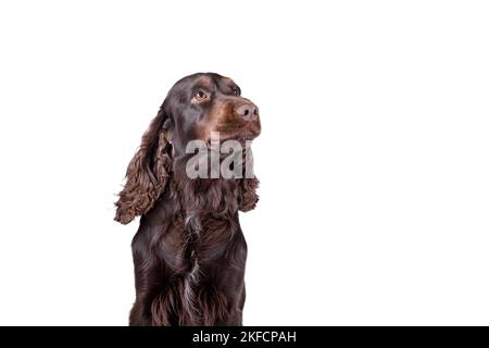 Englischer Cocker Spaniel Portrait Stockfoto