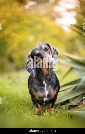 Dackel im Garten Stockfoto