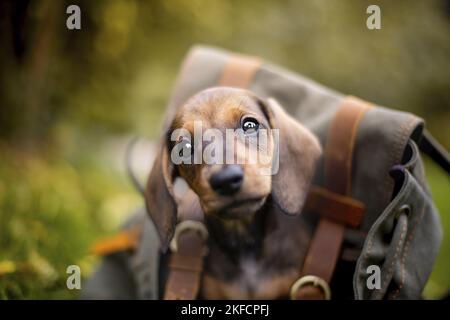 Dackel-Welpe im Rucksack Stockfoto